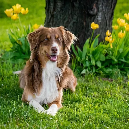 Skandinavisches In 度假居 雷希林